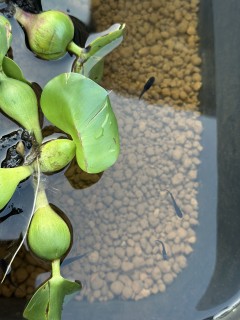 新入りメダカ