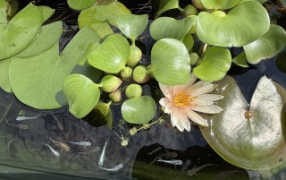 蜂退治