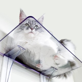 猫ちゃんの肉球