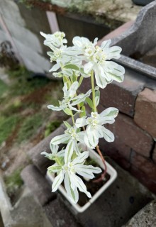 前よりもっときれいに咲いていました！